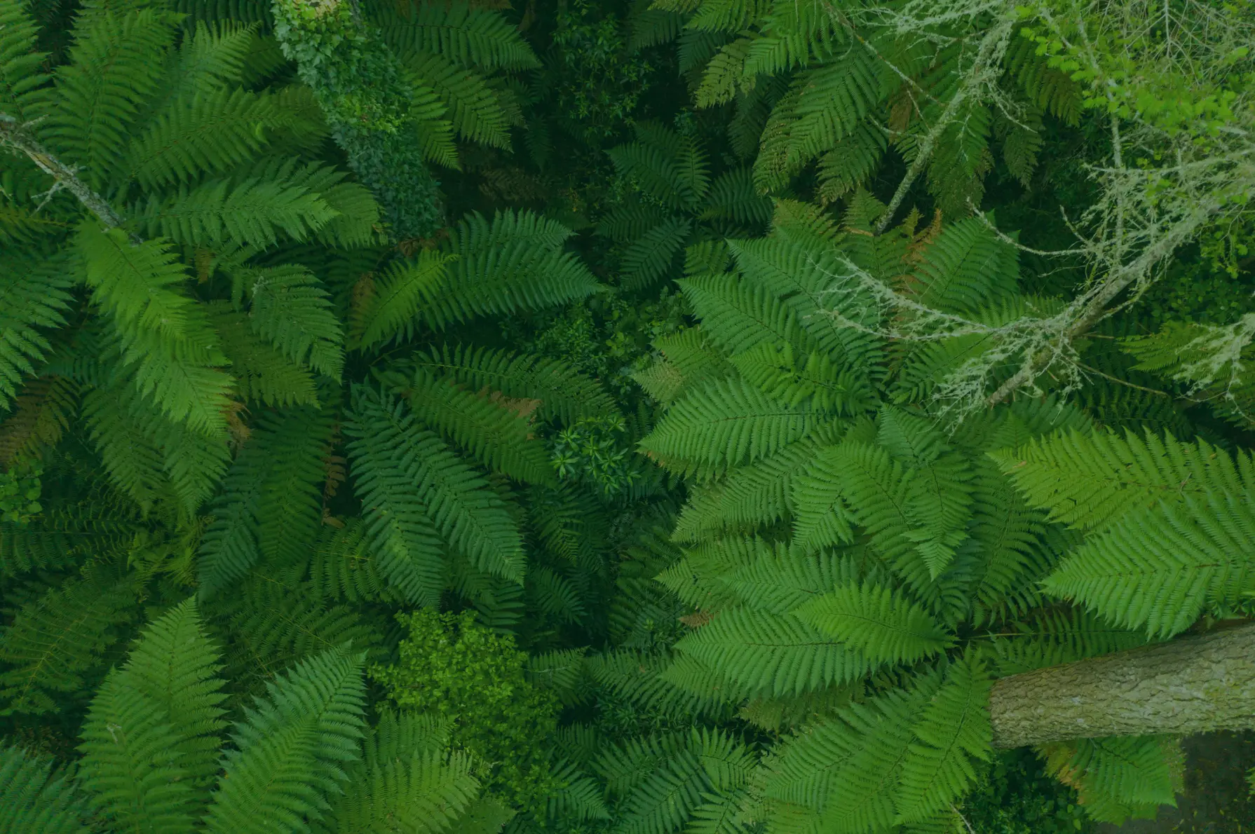 Canopy leaves darkened